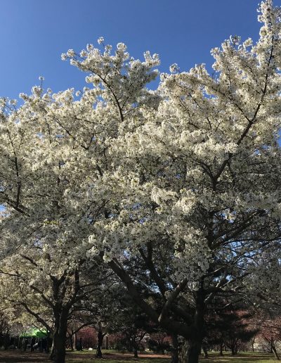 Blossom trees