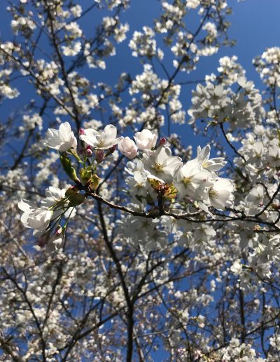 Blossom trees