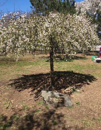 A blossom tree